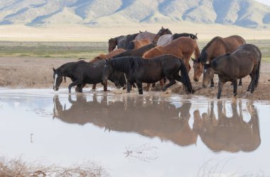 Baharda Utah çölündeki bir su birikintisinde vahşi atlar