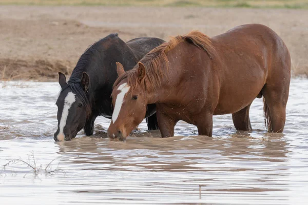 wild horses in spring at a Utah desert waterhole