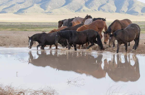 Wild Horses Spring Utah Desert Waterhole — Stock Photo, Image