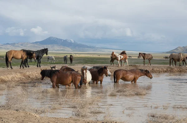 Wild Horses Spring Utah Desert Waterhole — Stock Photo, Image