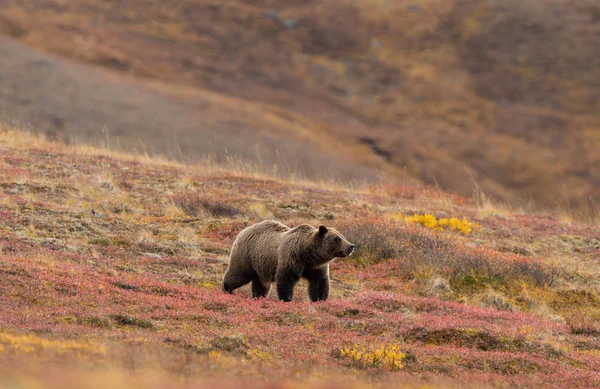 Medvěd Grizzly Podzim Národním Parku Denali Aljaška — Stock fotografie