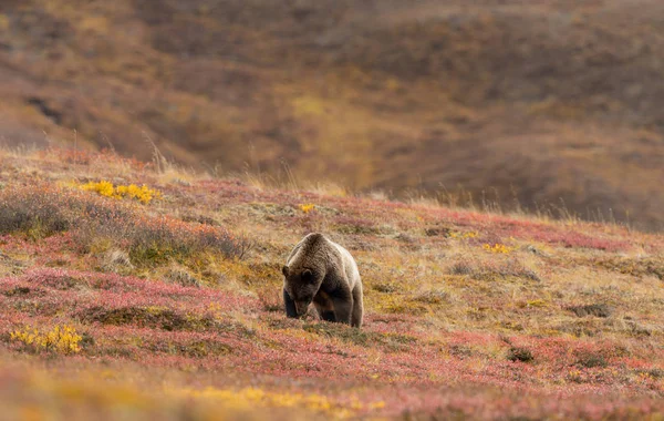 알래스카 데날리 공원의 가을에 회색곰 — 스톡 사진