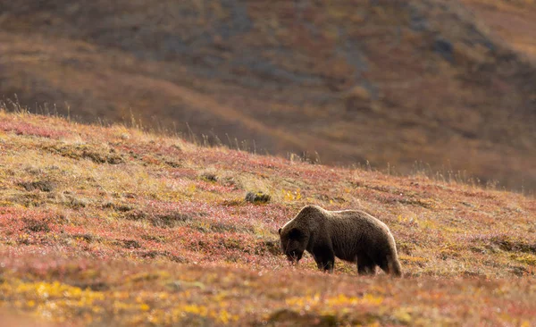 Medvěd Grizzly Podzim Národním Parku Denali Aljaška — Stock fotografie