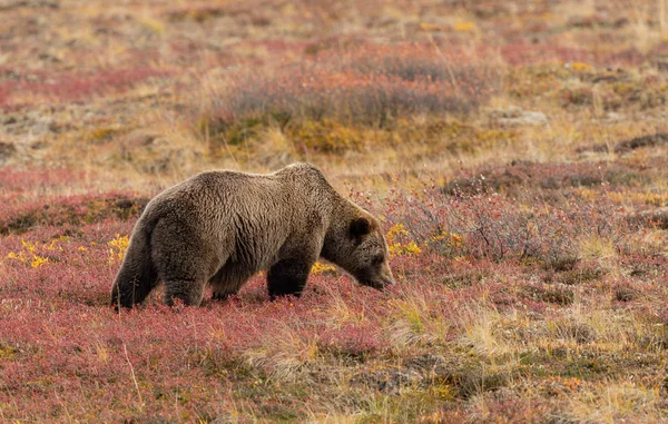 Μια Αρκούδα Grizzly Φθινόπωρο Στο Εθνικό Πάρκο Denali Αλάσκα — Φωτογραφία Αρχείου