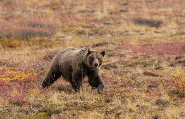 Μια Αρκούδα Grizzly Φθινόπωρο Στο Εθνικό Πάρκο Denali Αλάσκα — Φωτογραφία Αρχείου