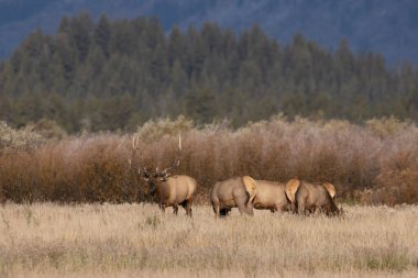 Wyoming 'deki sonbahar monotonluğu sırasında bir geyik sürüsü.