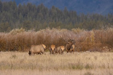 Wyoming 'deki sonbahar monotonluğu sırasında bir geyik sürüsü.
