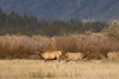 Wyoming 'deki sonbahar monotonluğu sırasında bir geyik sürüsü.