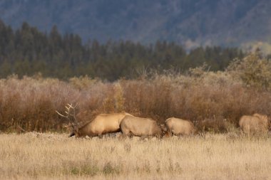 Wyoming 'deki sonbahar monotonluğu sırasında bir geyik sürüsü.
