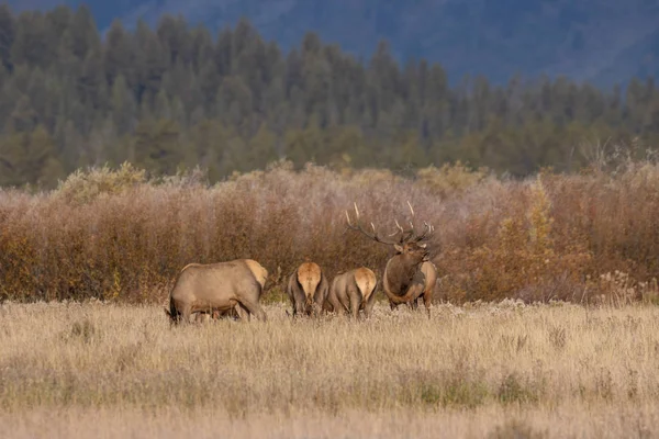 Een Kudde Elanden Tijdens Herfstsleur Wyoming — Stockfoto