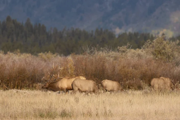 Una Manada Alces Durante Rutina Otoño Wyoming — Foto de Stock