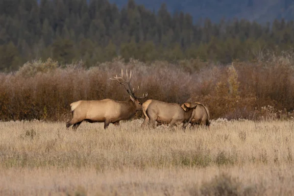 Flock Älgar Höststigen Wyoming — Stockfoto