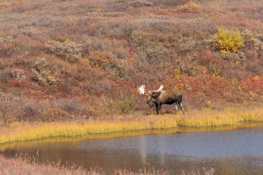 Alaska Yukon geyiği Sonbaharda Denali Ulusal Parkı Alaska 'da