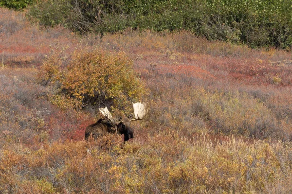 Aljaška Yukon Býk Los Podzim Národním Parku Denali Aljaška — Stock fotografie