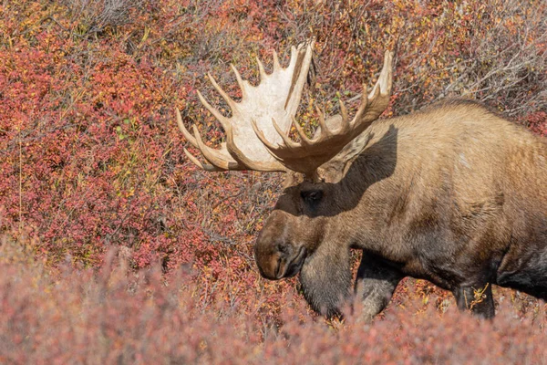 Alaska Yukon Alce Toro Otoño Denali Parque Nacional Alaska —  Fotos de Stock