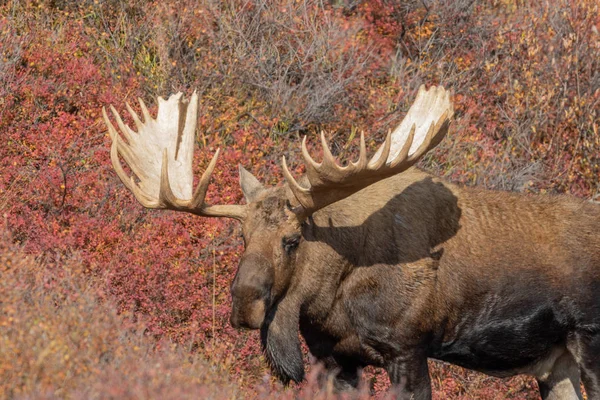 Alaska Yukon Bull Moose Autumn Denali National Park Alaska — Stock Photo, Image
