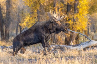 Grand Teton Ulusal Parkı 'nda sonbaharda bir Shiras geyiği.