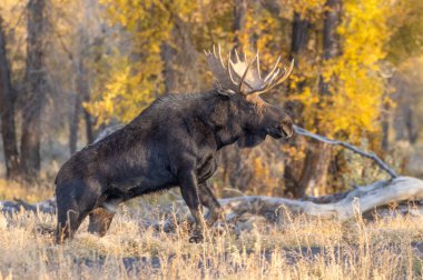 a bull Shiras moose in Grand Teton National Park Wyoming in autumn clipart