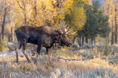 Grand Teton Ulusal Parkı 'nda sonbaharda bir Shiras geyiği.