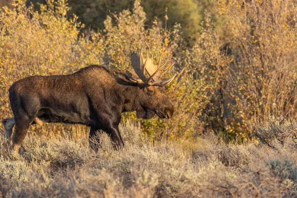 Ein Bulle Shiras Elch Grand Teton Nationalpark Herbst — Stockfoto