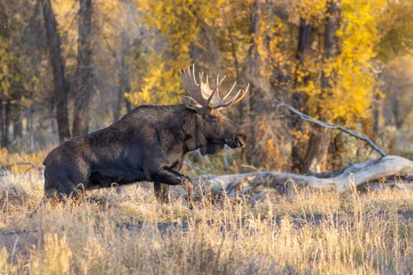 秋に大トン国立公園ワイオミング州で雄牛シラスのムース — ストック写真