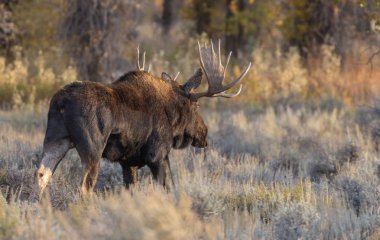Grand Teton Ulusal Parkı 'nda sonbaharda bir Shiras geyiği.