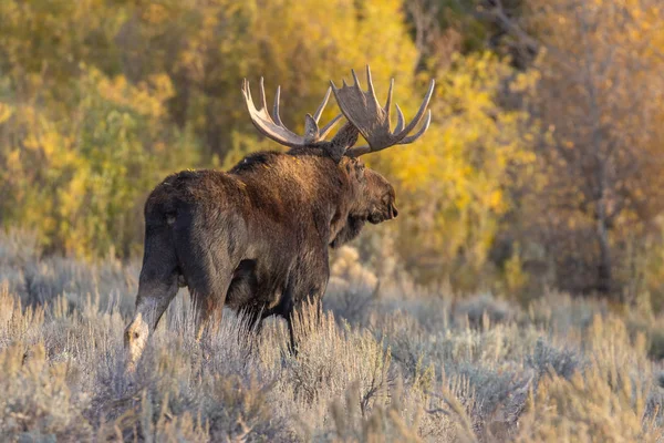 Tjur Tröjor Älg Grand Teton National Park Wyoming Hösten — Stockfoto