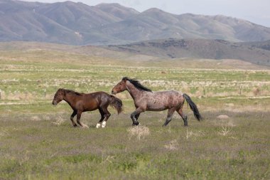 Utah çölünde ilkbaharda vahşi atlar
