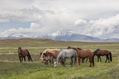 Utah çölünde ilkbaharda vahşi atlar