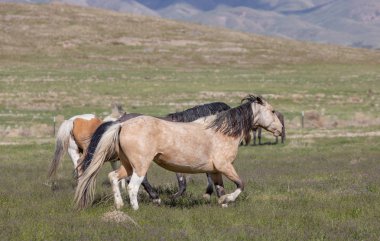 Utah çölünde ilkbaharda vahşi atlar