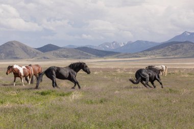 Utah çölünde ilkbaharda vahşi atlar