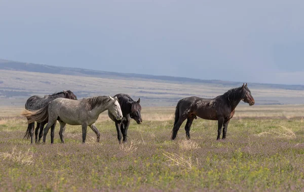 Cavalos Selvagens Primavera Deserto Utah — Fotografia de Stock