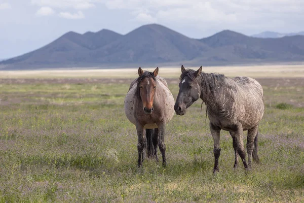 wild horses in spring in the Utah desert