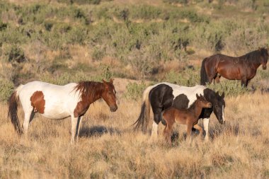 Baharda Utah çölünde vahşi bir kısrak ve tay.