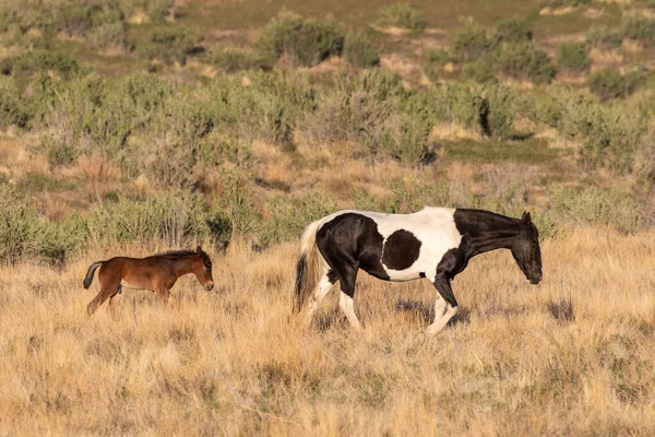 Yegua Caballo Salvaje Potro Desierto Utah Primavera — Foto de Stock