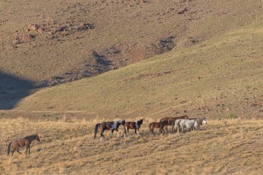 Baharda Utah çölünde vahşi bir at sürüsü.