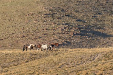Baharda Utah çölünde vahşi bir at sürüsü.