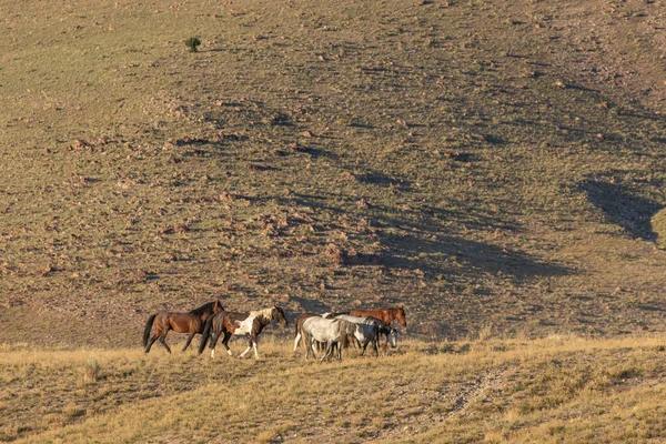 Стадо Диких Лошадей Весной Пустыне Юта — стоковое фото