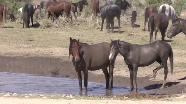 Άγρια Άλογα Μια Λίμνη Στην Έρημο Της Γιούτα — Αρχείο Βίντεο