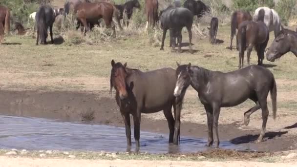 Cavalos Selvagens Buraco Água Deserto Utah — Vídeo de Stock