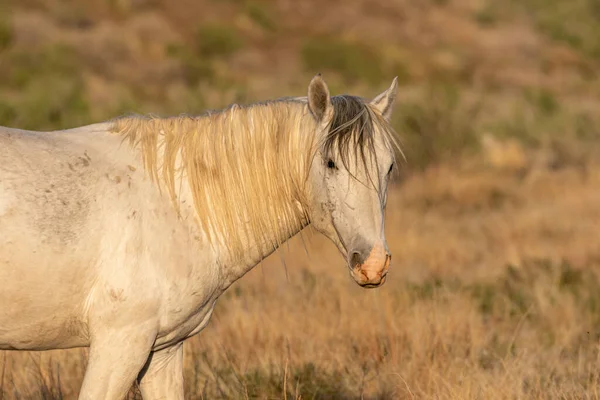 Wild Horse Stallion Spring Int Utah Desert — Stock Photo, Image