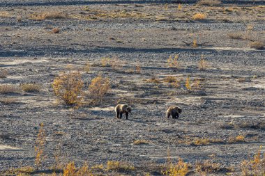 Sonbaharda Denali Ulusal Parkı Alaska 'da boz ayı dişi ve yavruları.