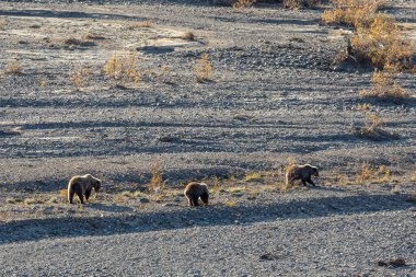 Sonbaharda Denali Ulusal Parkı Alaska 'da boz ayı dişi ve yavruları.