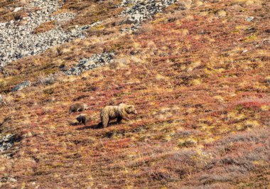 Sonbaharda Denali Ulusal Parkı Alaska 'da boz ayı dişi ve yavruları.