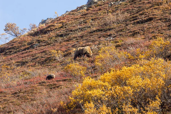 Uma Porca Urso Pardo Filhotes Parque Nacional Denali Alasca Outono — Fotografia de Stock