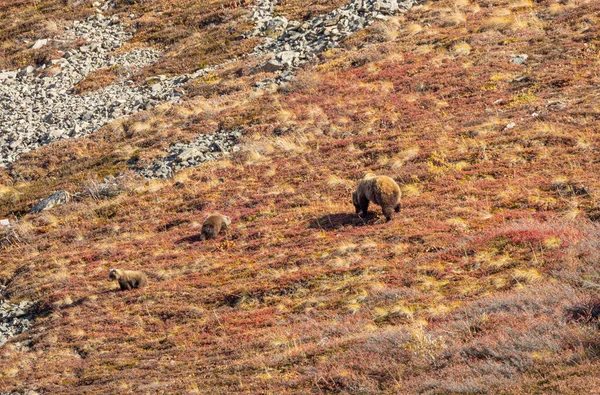 Eine Grizzlybärensau Und Ihre Jungen Denali Nationalpark Alaska Herbst — Stockfoto