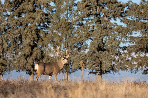 Een Ezel Hert Bok Tijdens Herfst Bronst Colorado — Stockfoto