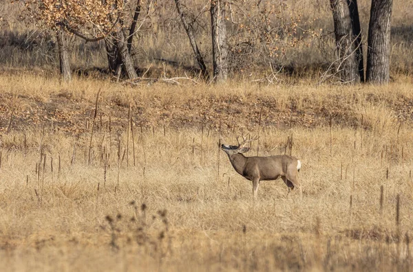 Een Ezel Hert Bok Tijdens Herfst Bronst Colorado — Stockfoto