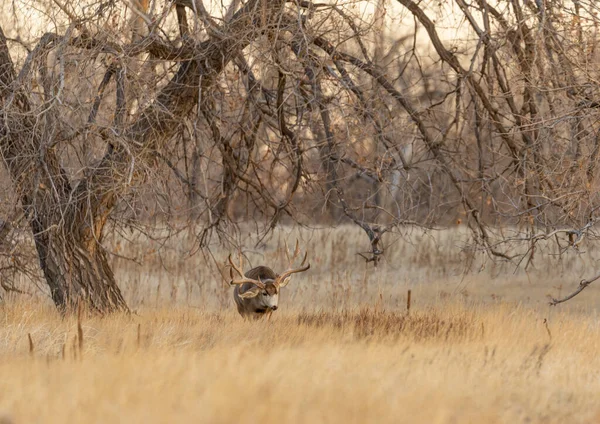 Hjort Hjort Bock Hösten Rut Colorado — Stockfoto