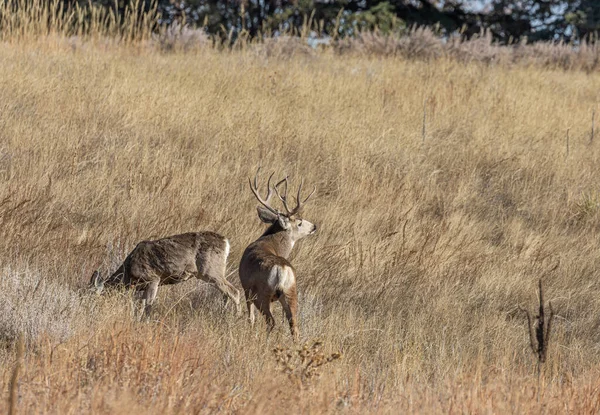 科罗阿多的骡鹿在秋天的车辙中 — 图库照片